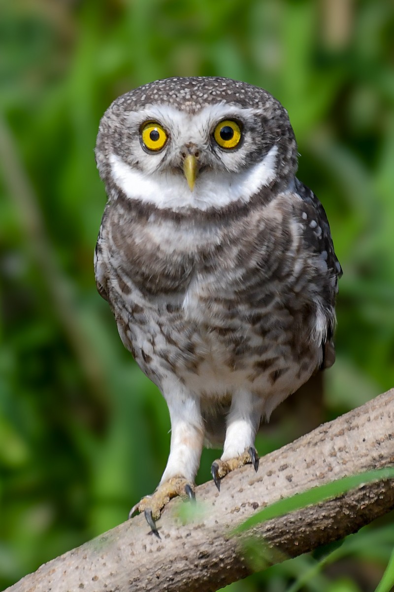 Spotted Owlet - ML643355318