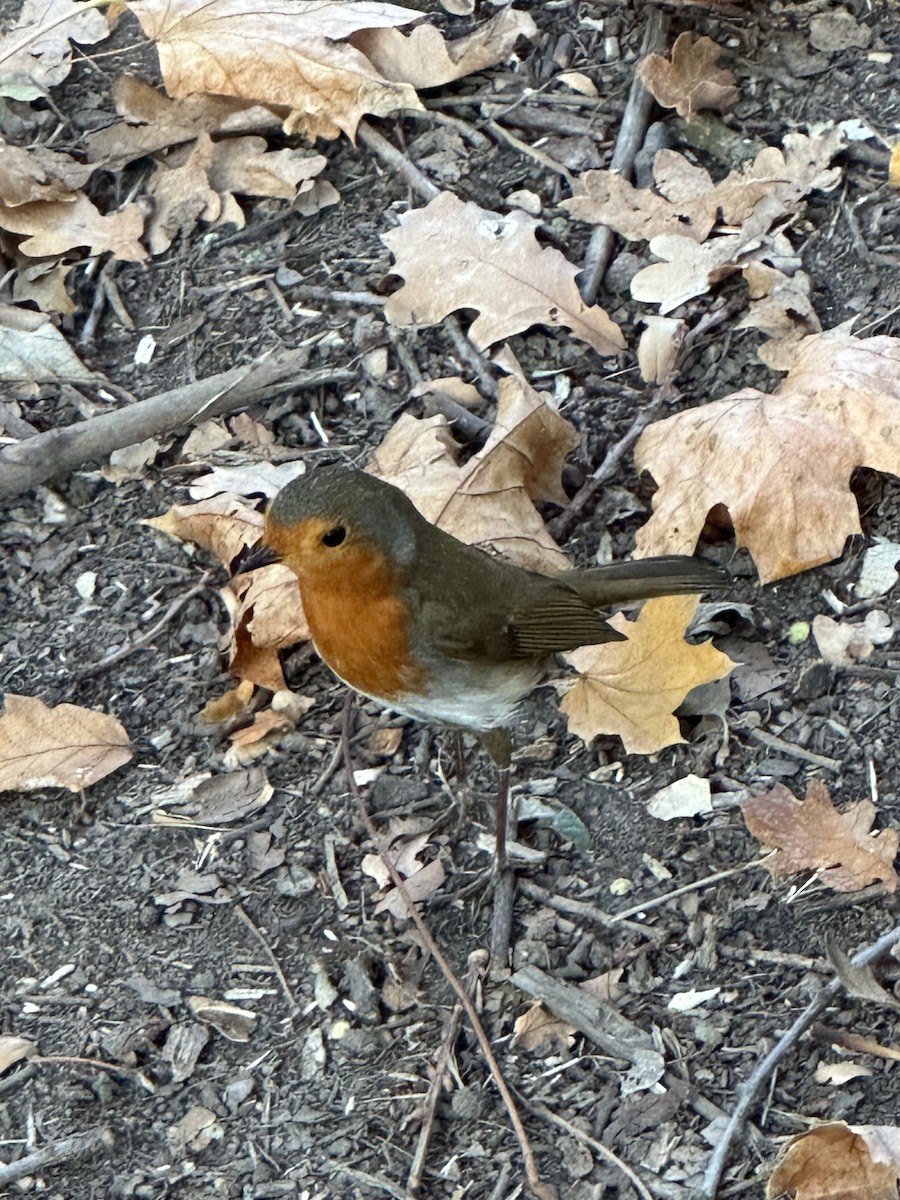 European Robin - ML643355334