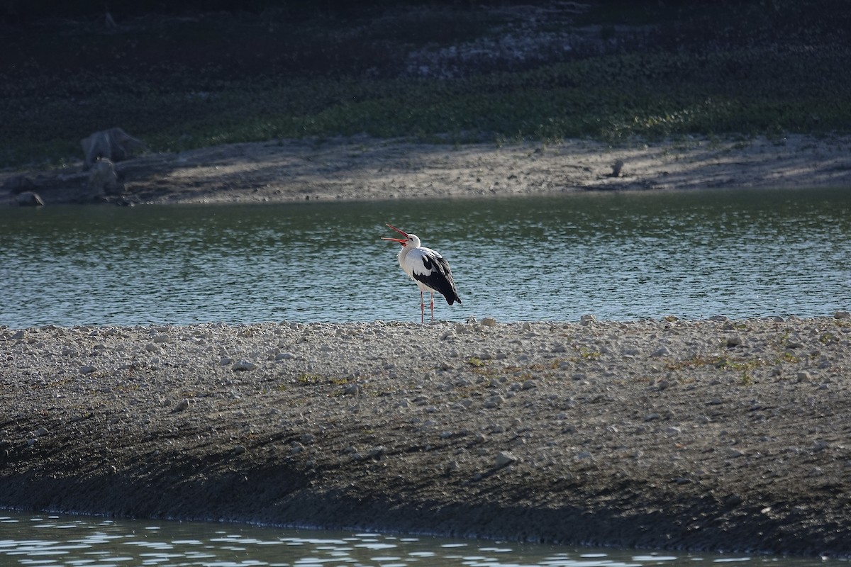 White Stork - ML643355343