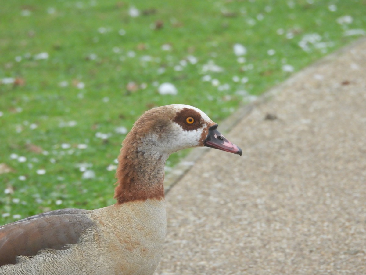 Egyptian Goose - ML643355345
