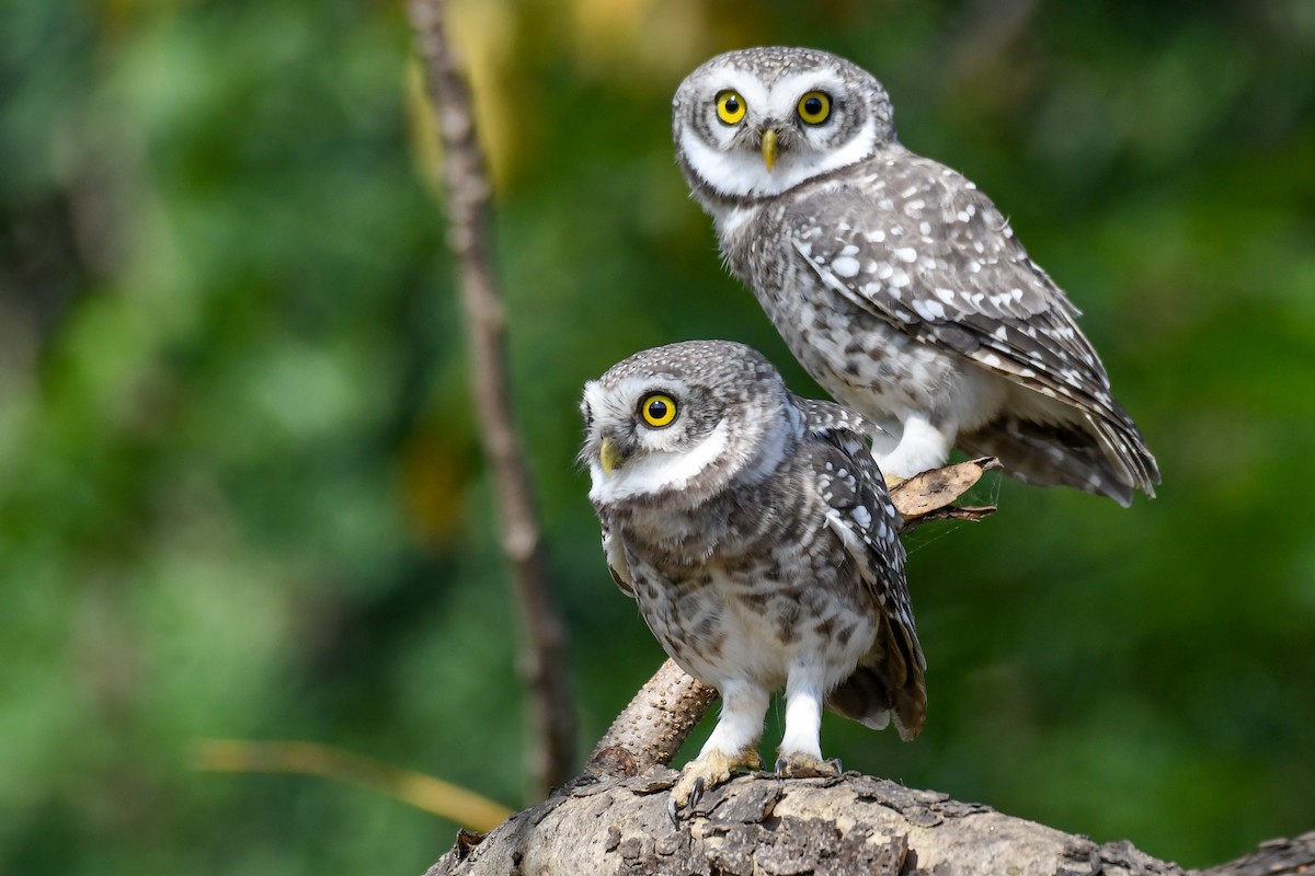Spotted Owlet - ML643355346