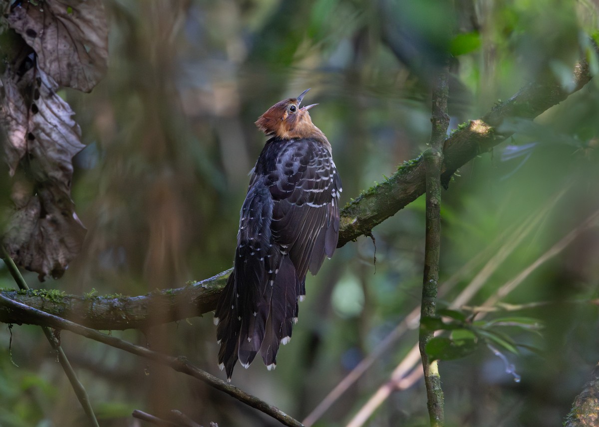 Tavus Guguğu - ML643355363