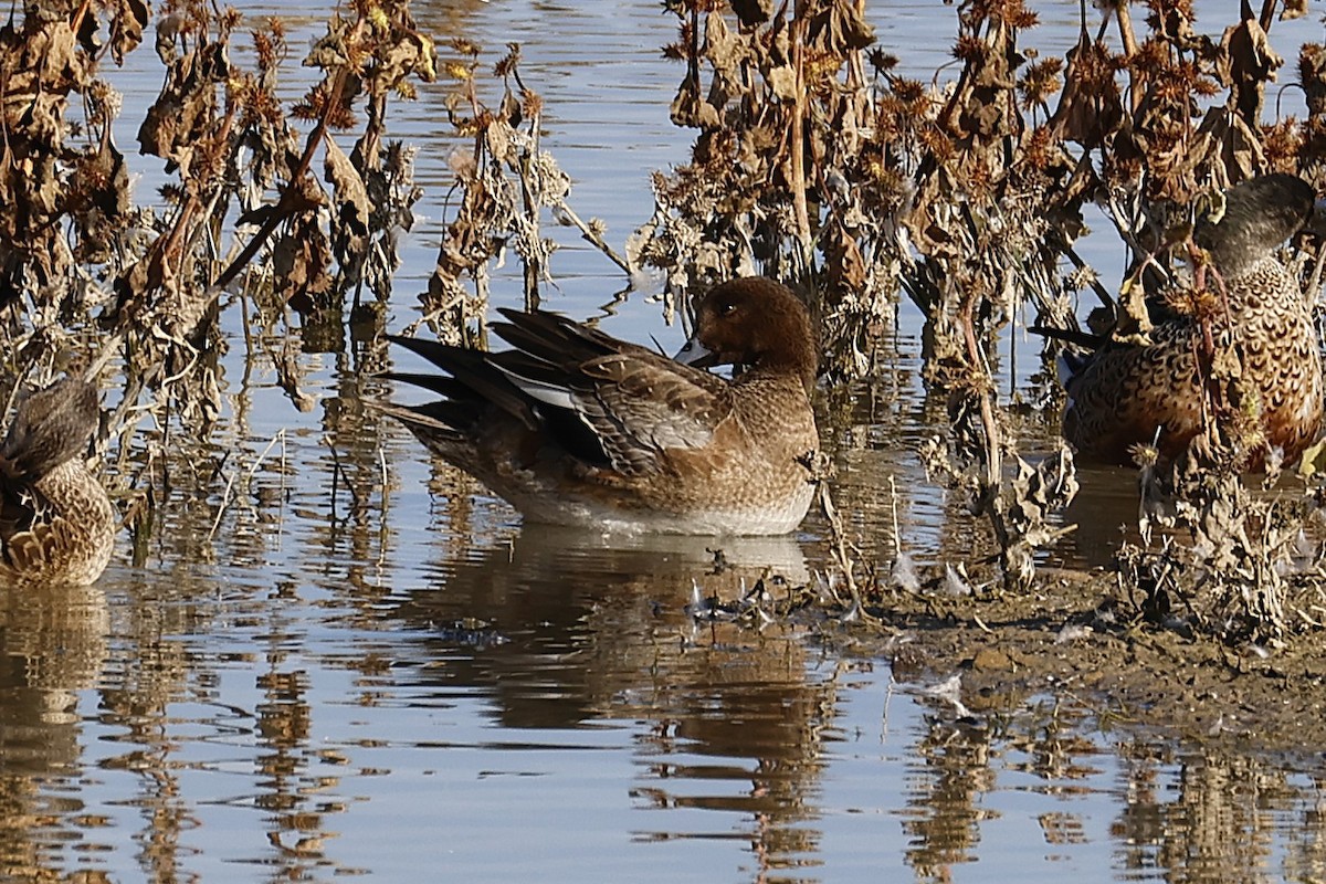 Eurasian Wigeon - ML643355364