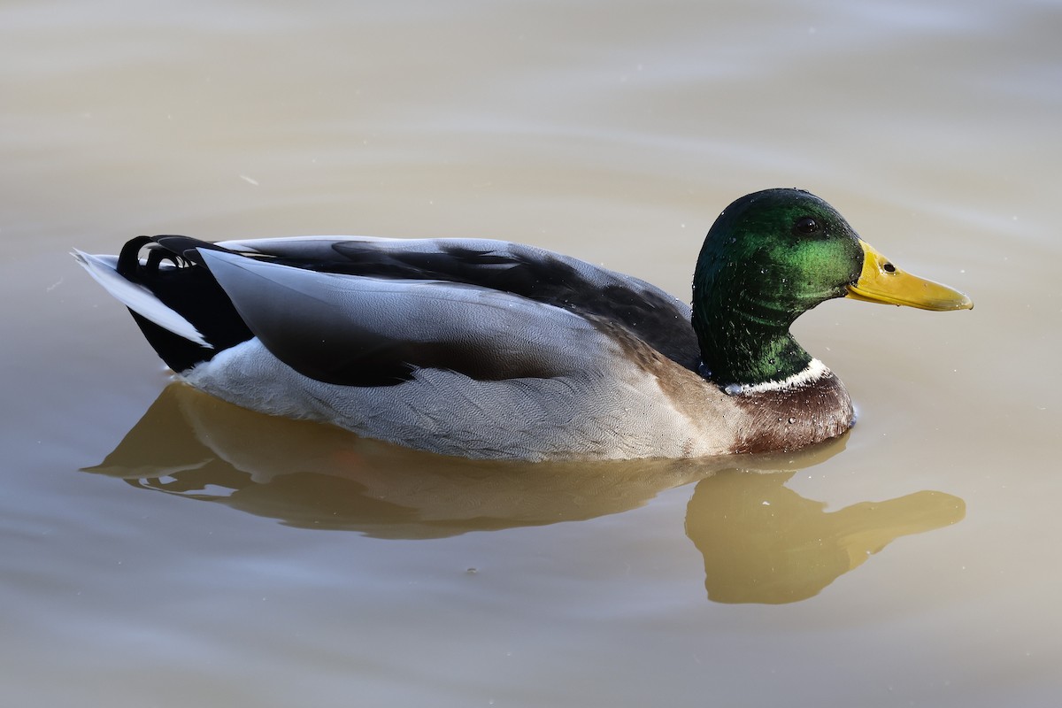 Mallard - ML643355380