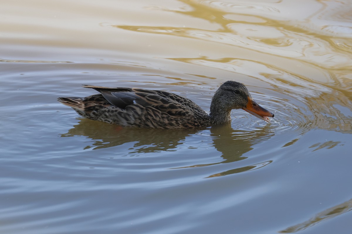 Mallard - ML643355388