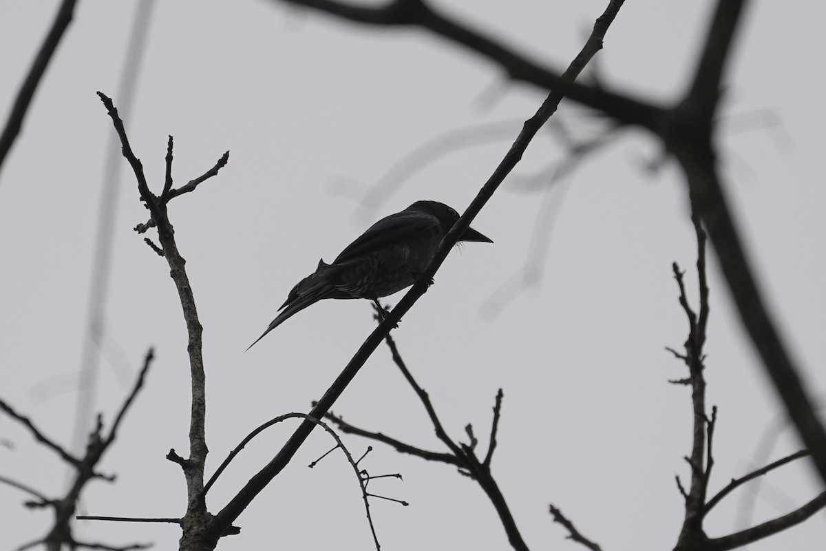 Ashy Drongo (Sooty) - ML643355426