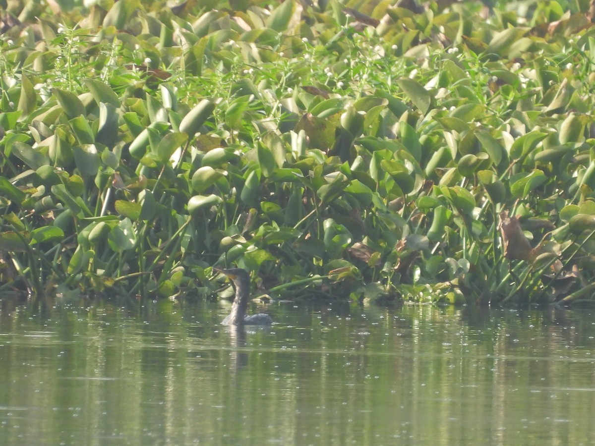 Indian Cormorant - ML643355433