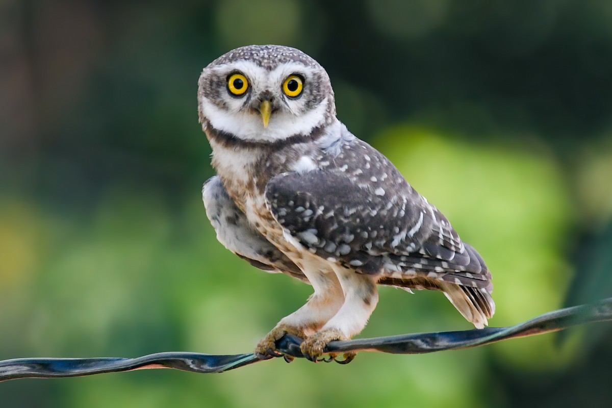 Spotted Owlet - ML643355447