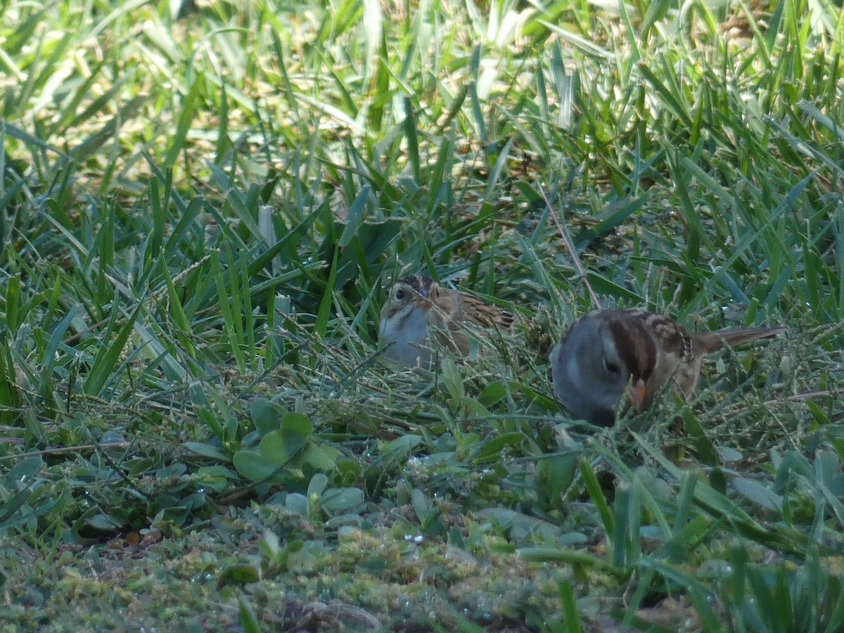 Clay-colored Sparrow - ML643355450