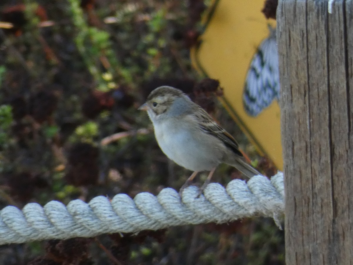 Clay-colored Sparrow - ML643355451