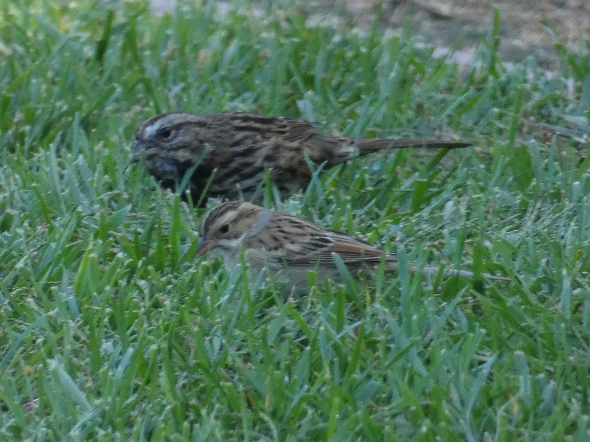 Clay-colored Sparrow - ML643355452