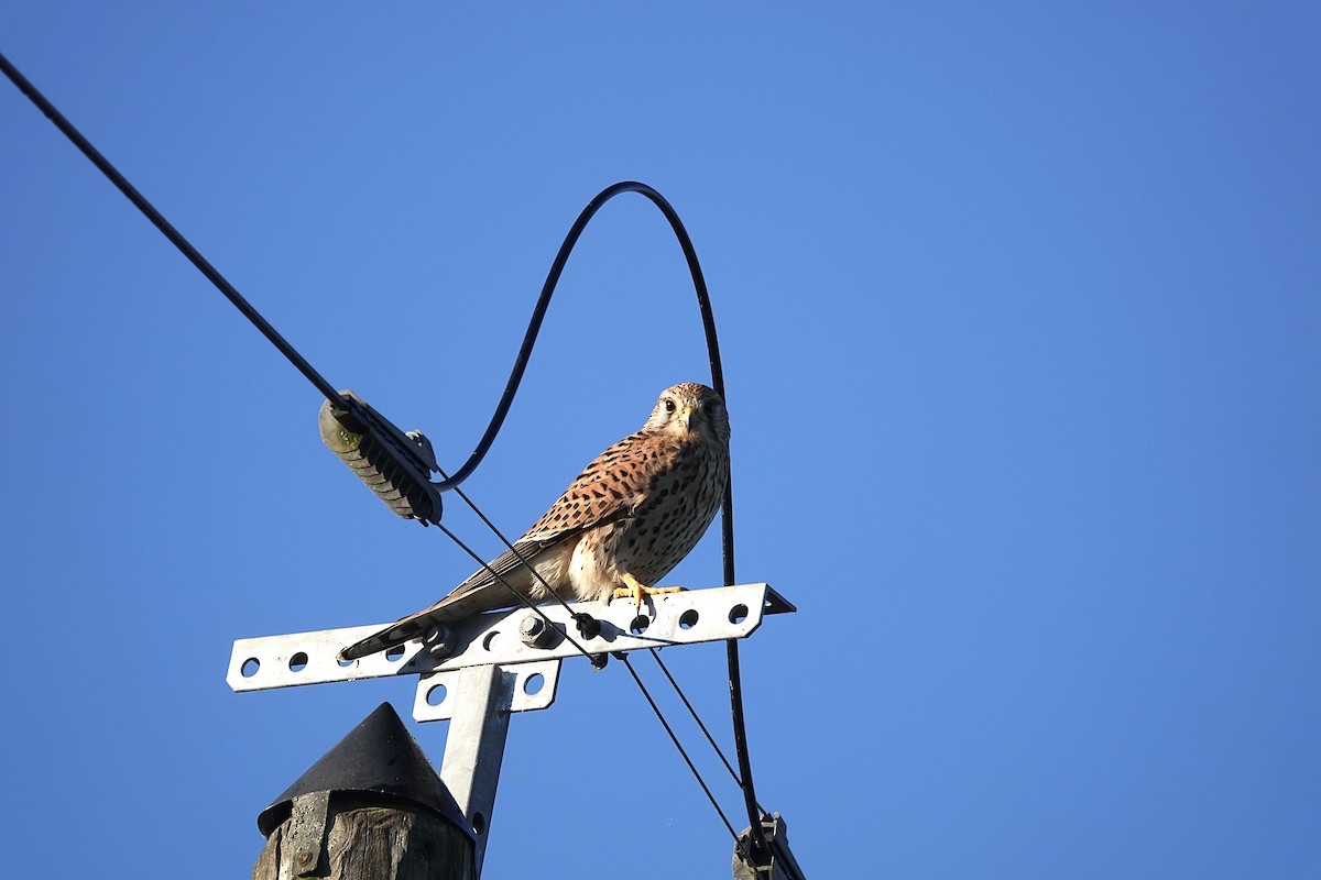 Начин шонхор - ML643355453