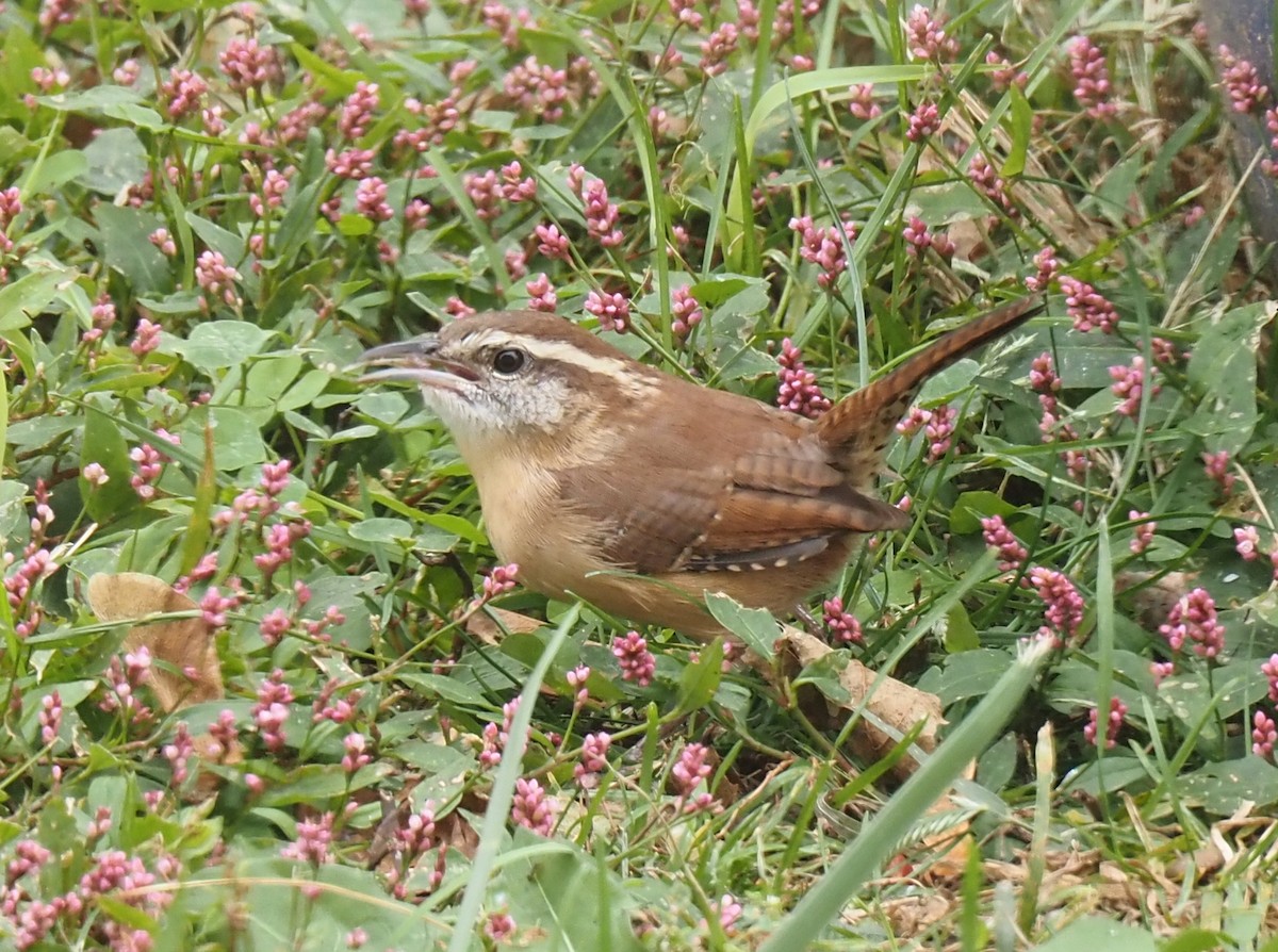 střízlík karolínský - ML643355461