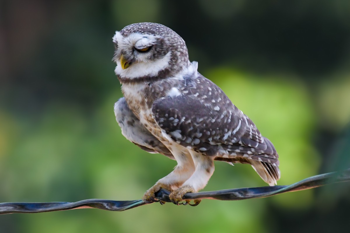 Spotted Owlet - ML643355466
