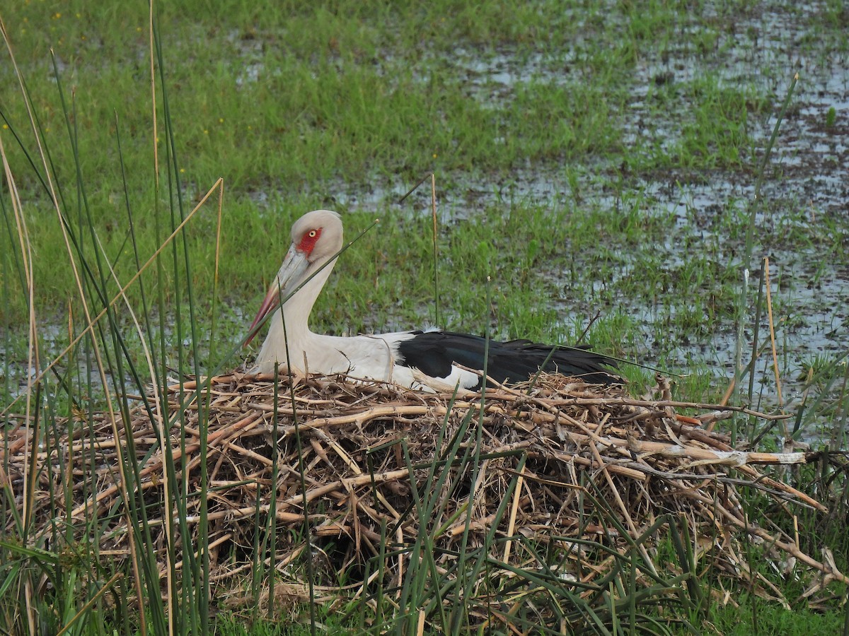 Maguari Stork - ML643355477