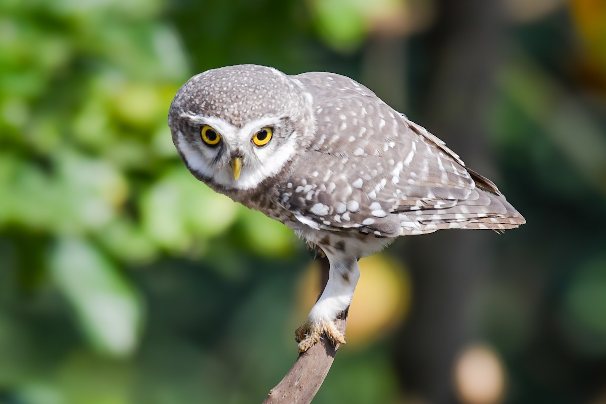Spotted Owlet - ML643355480