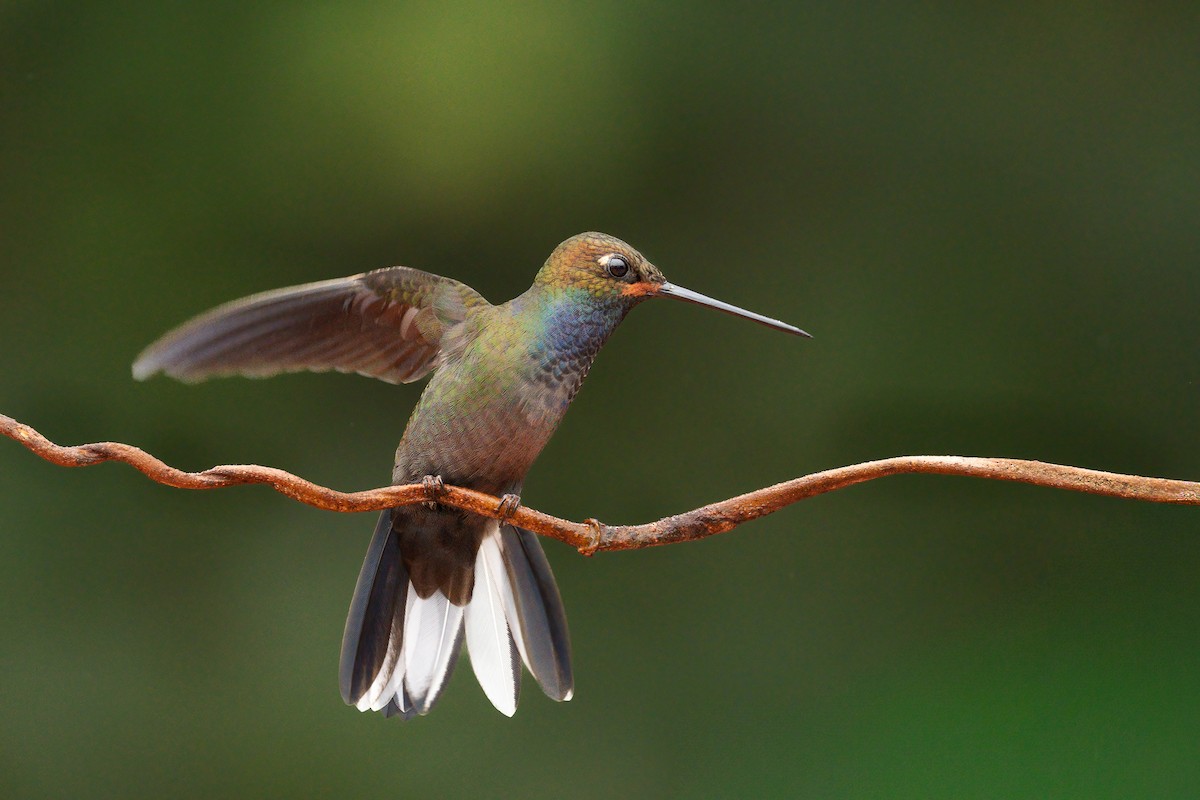 Colibri de Bouguer - ML643355487