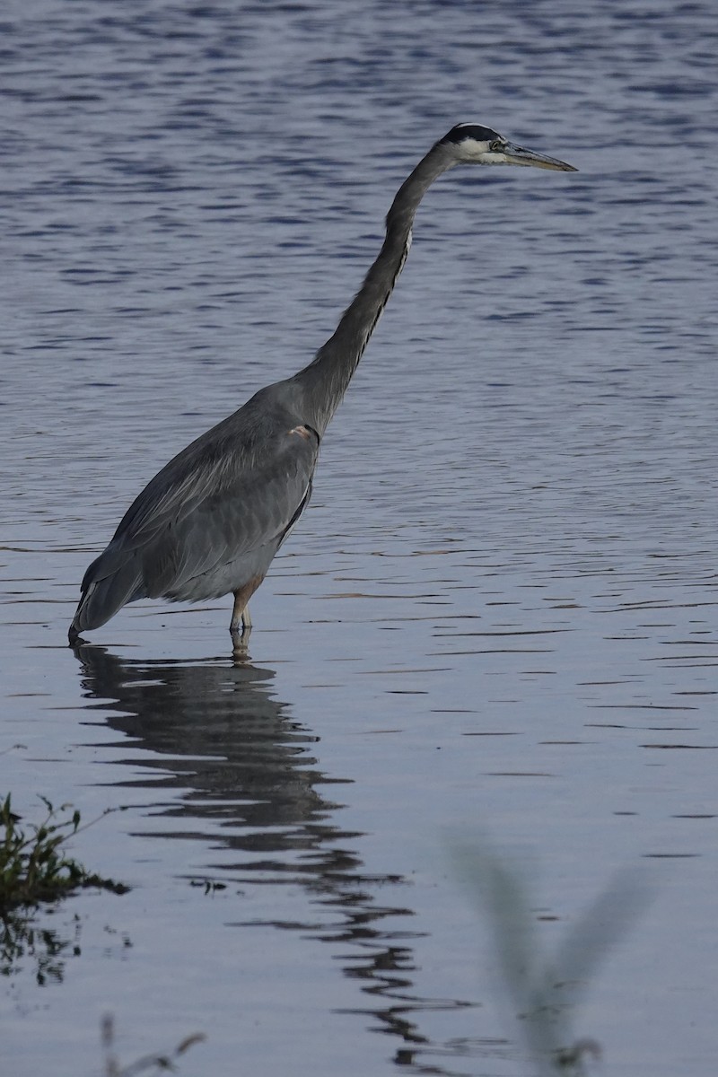 Great Blue Heron - ML643355489