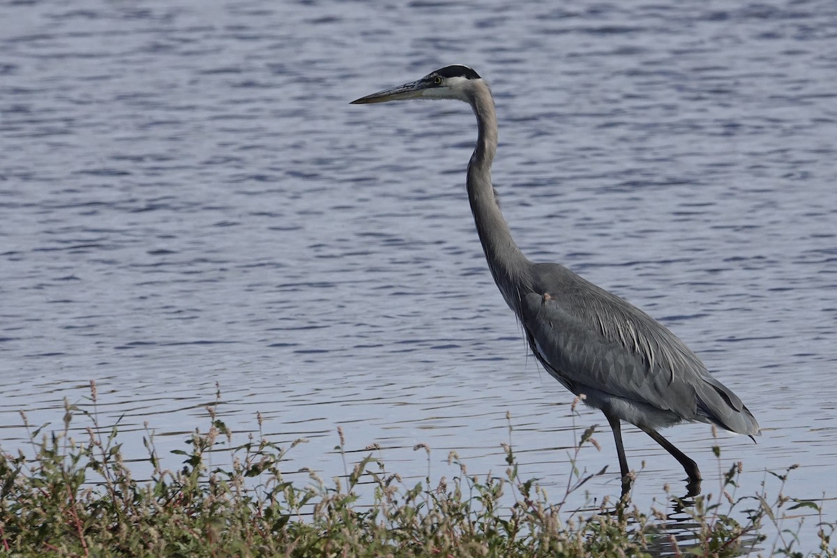 Great Blue Heron - ML643355490