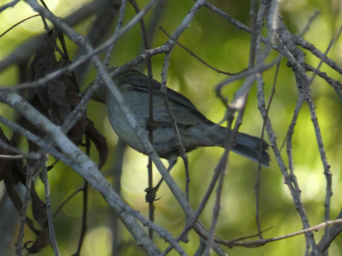 new world warbler sp. - ML643355499