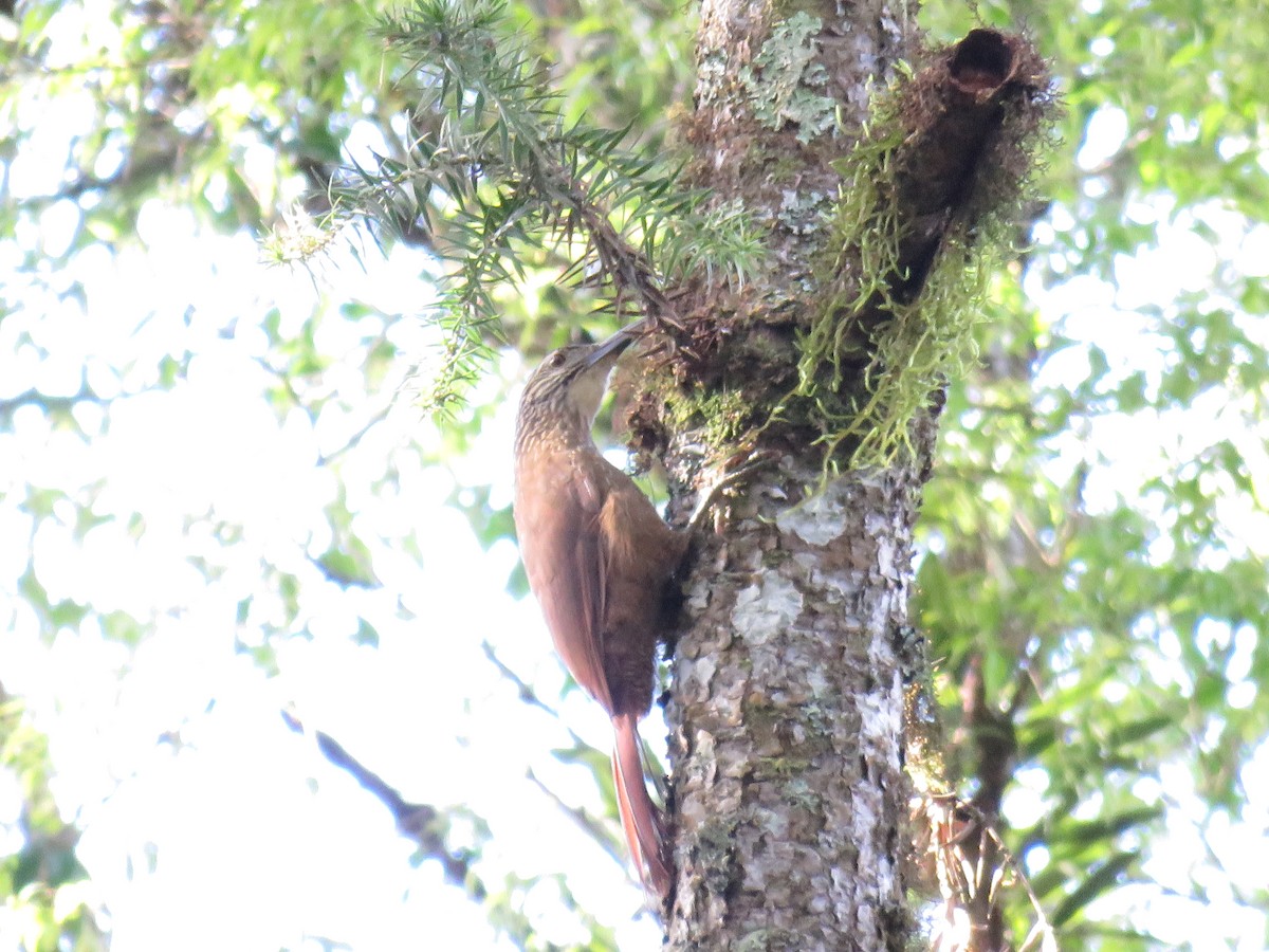 White-throated Woodcreeper - ML643355500