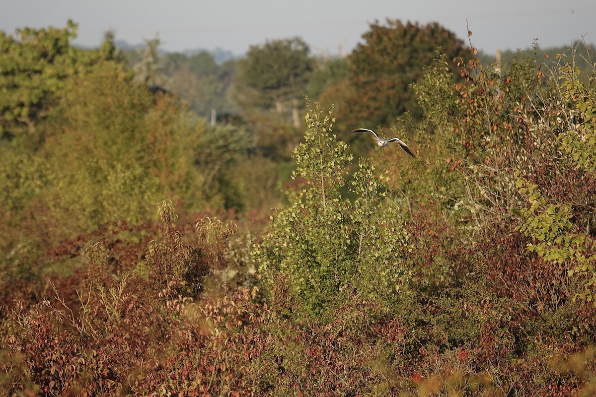 Black-winged Kite - ML643355511