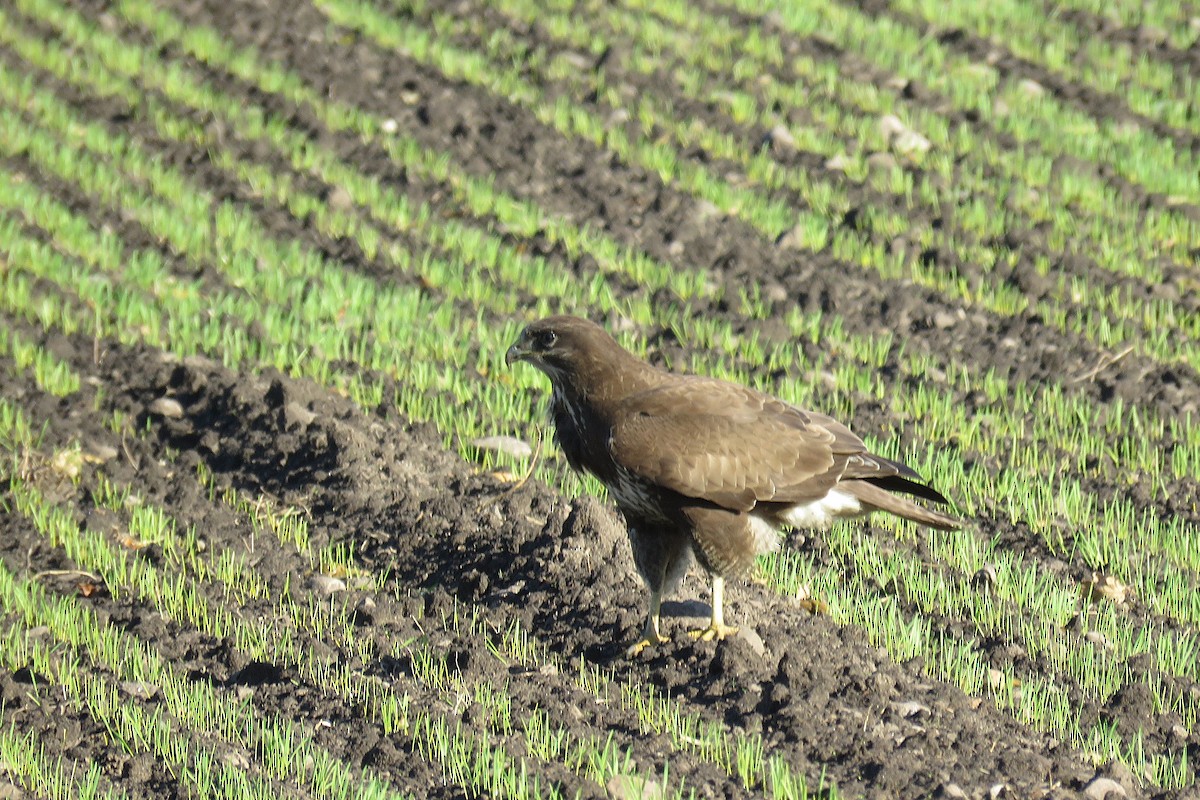 Common Buzzard - ML643355526