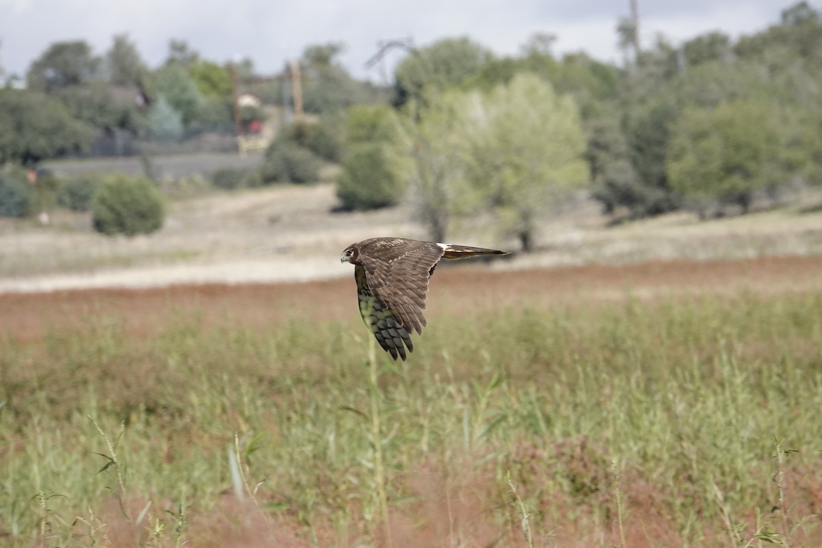 Northern Harrier - ML643355528