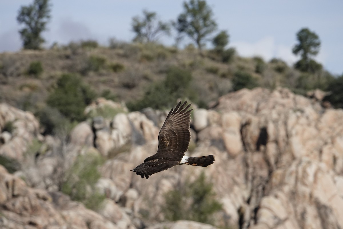 Northern Harrier - ML643355529