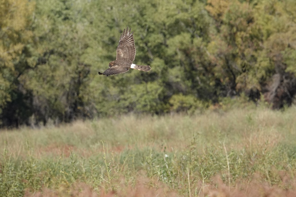 Northern Harrier - ML643355530