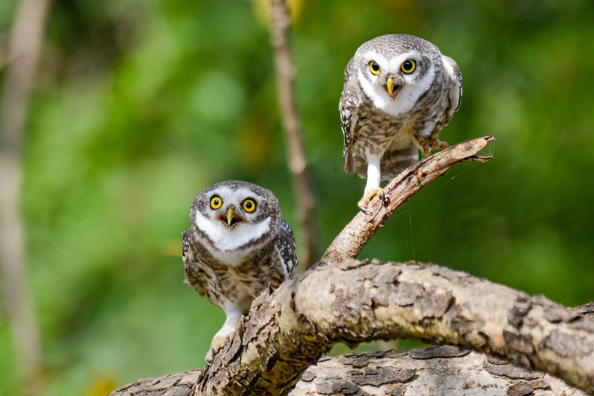 Spotted Owlet - ML643355531