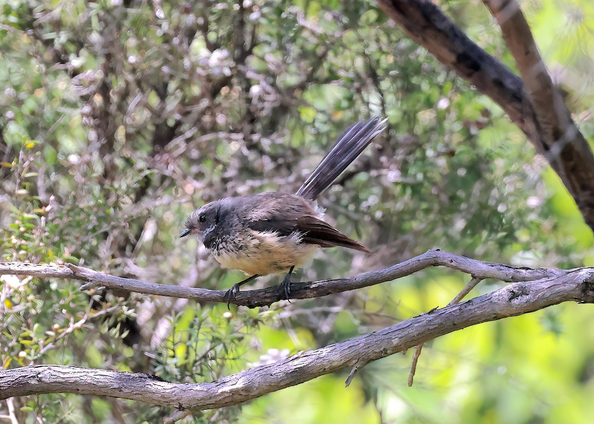 New Zealand Fantail - ML643355538