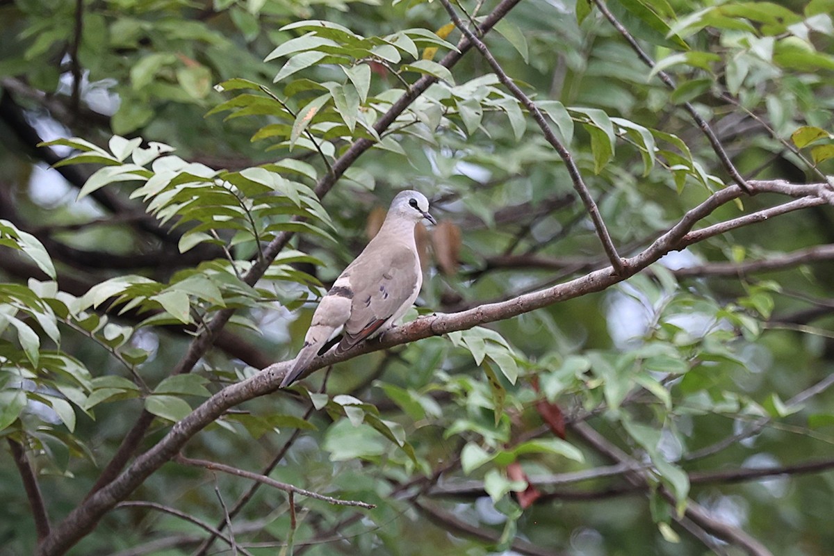 Black-billed Wood-Dove - ML643355545