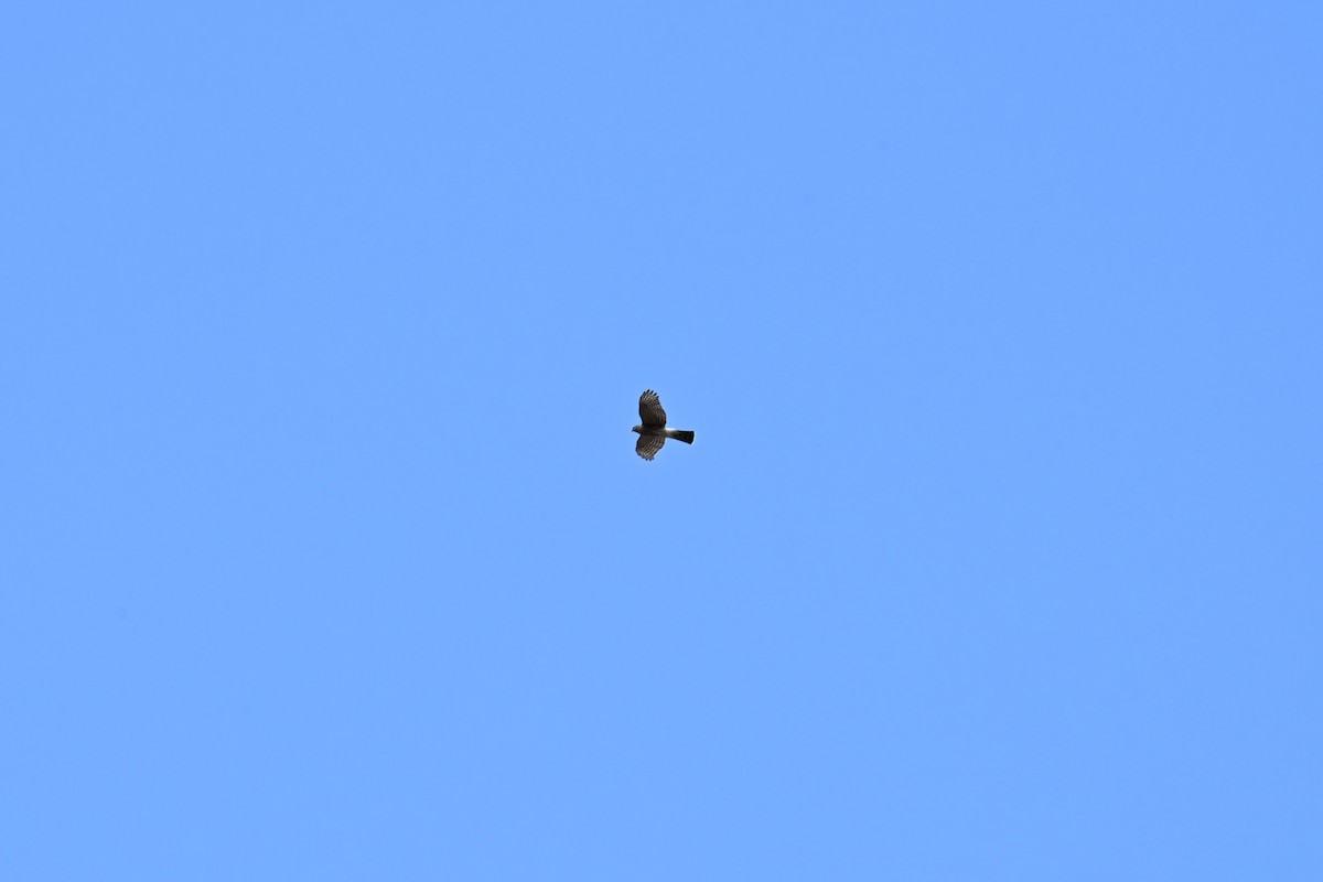 Sharp-shinned Hawk (Northern) - ML643355552