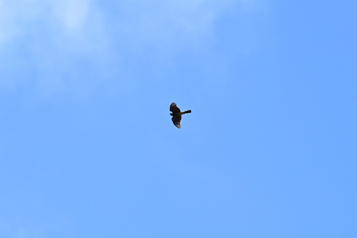 Sharp-shinned Hawk (Northern) - ML643355559