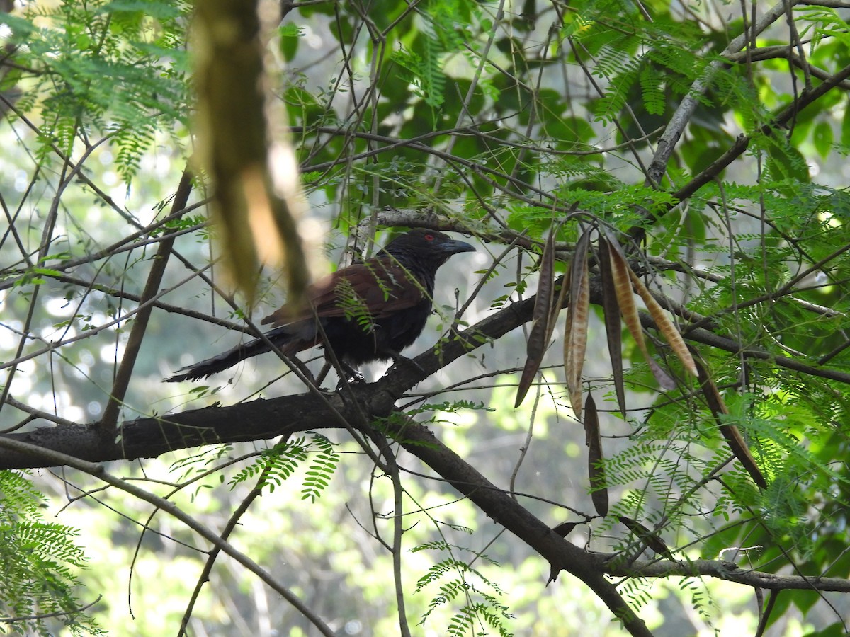 Greater Coucal - ML643355561