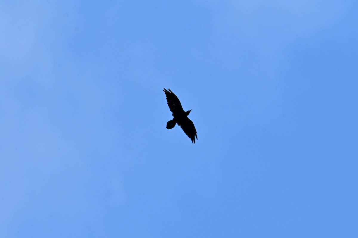 Common Raven - ML643355570
