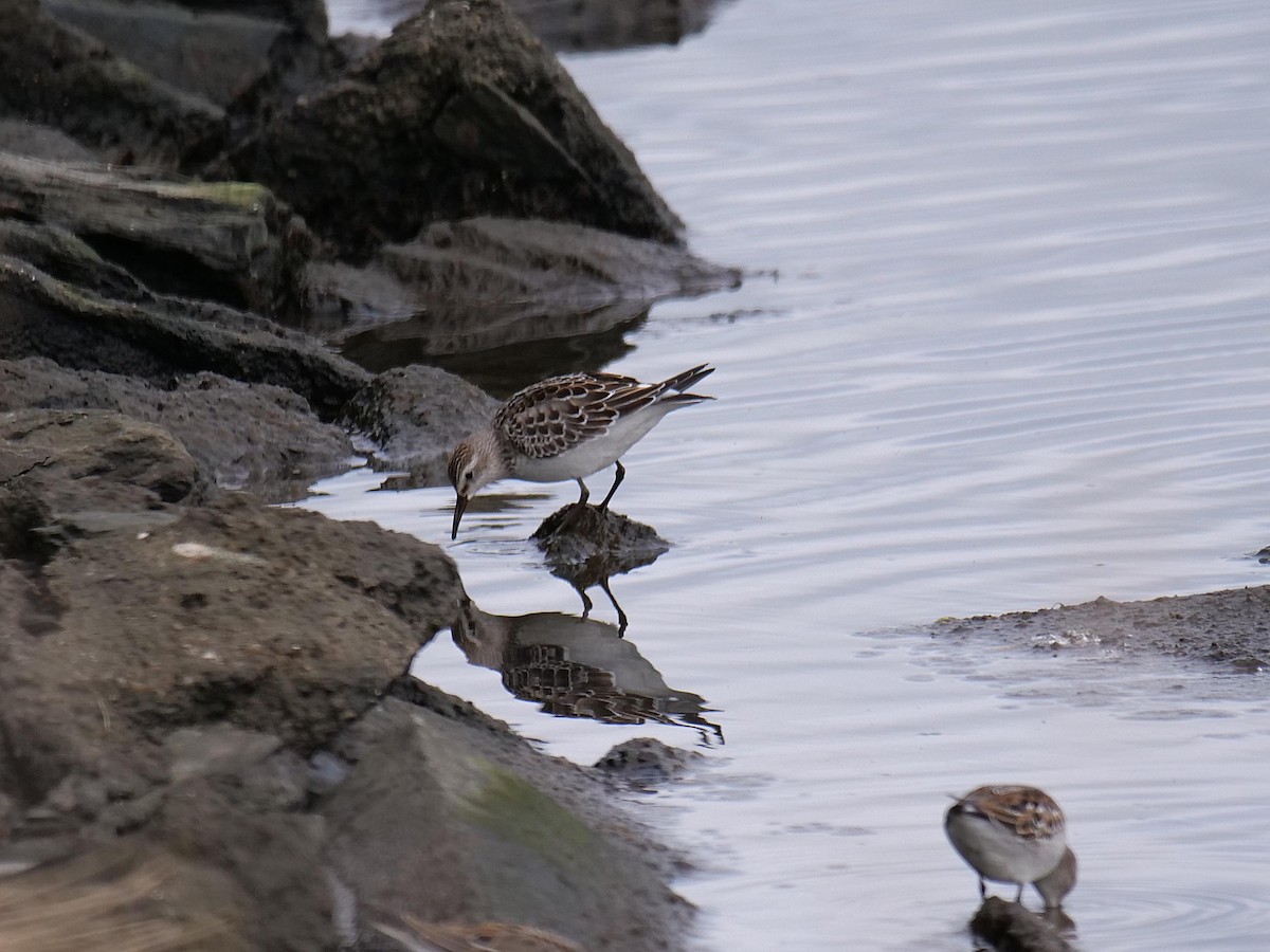 bonapartesnipe - ML643355571