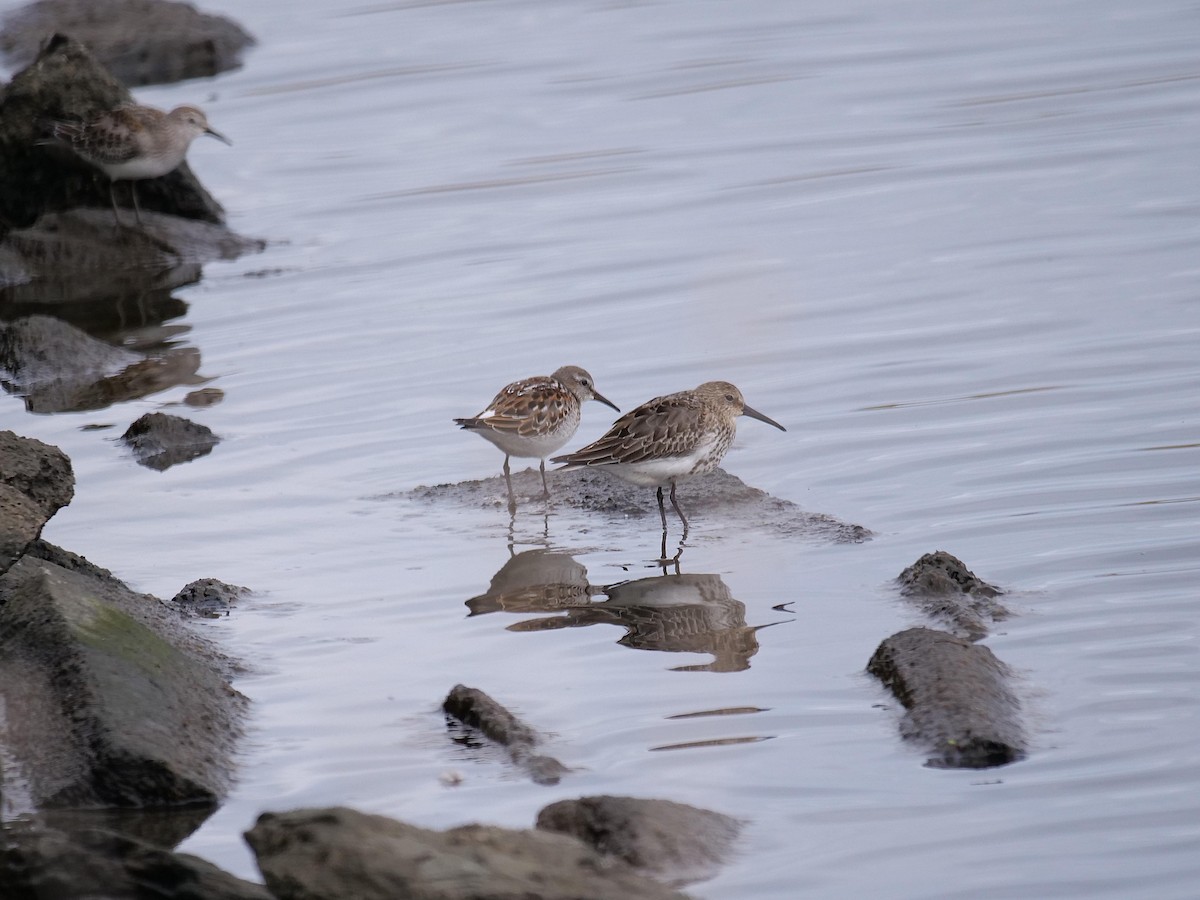 bonapartesnipe - ML643355572