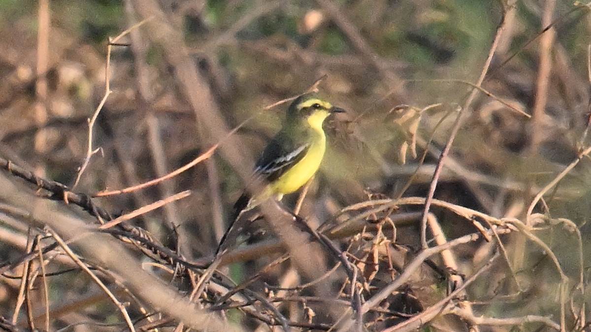 Yellow-browed Tyrant - ML643355579