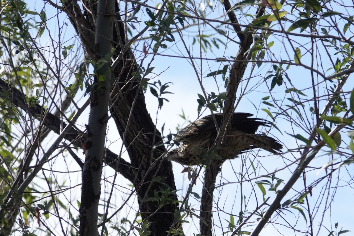 Common Black Hawk - ML643355580