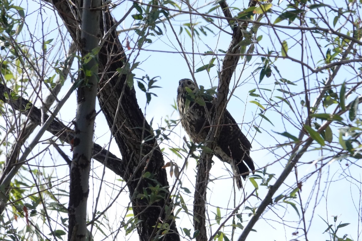 Common Black Hawk - ML643355581