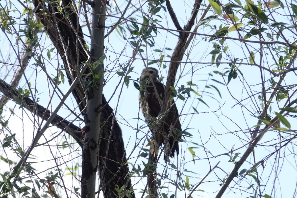 Common Black Hawk - ML643355582