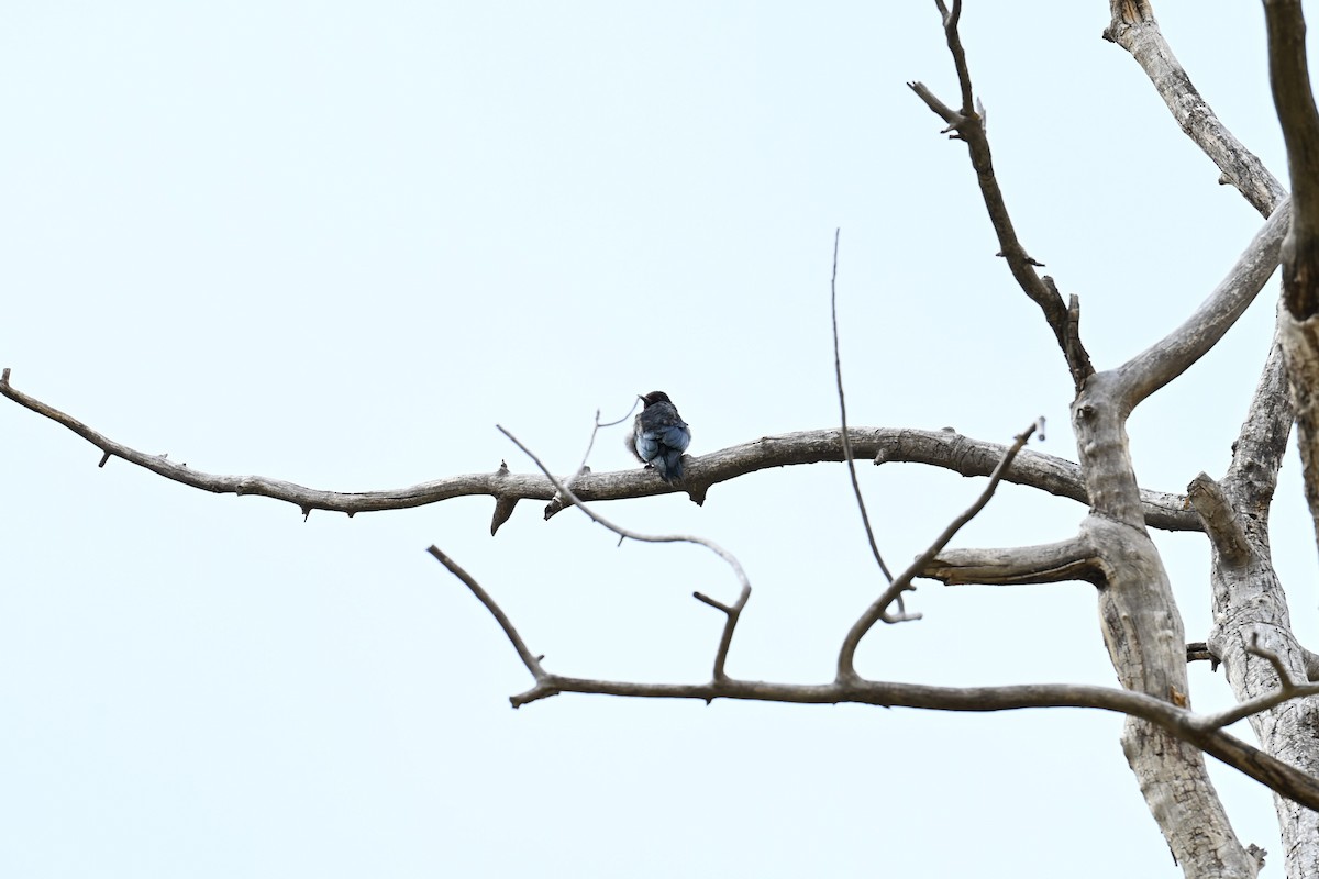 Lewis's Woodpecker - ML643355596