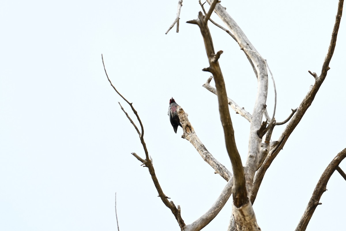 Lewis's Woodpecker - ML643355599
