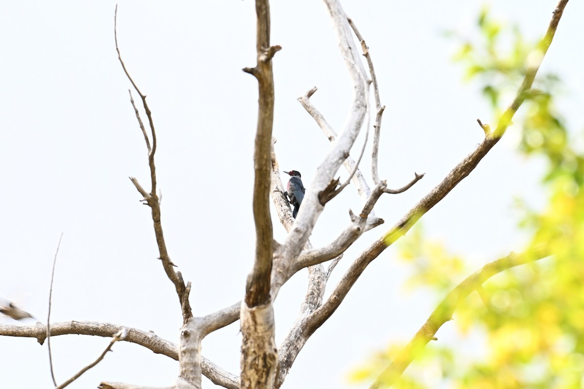 Lewis's Woodpecker - ML643355607