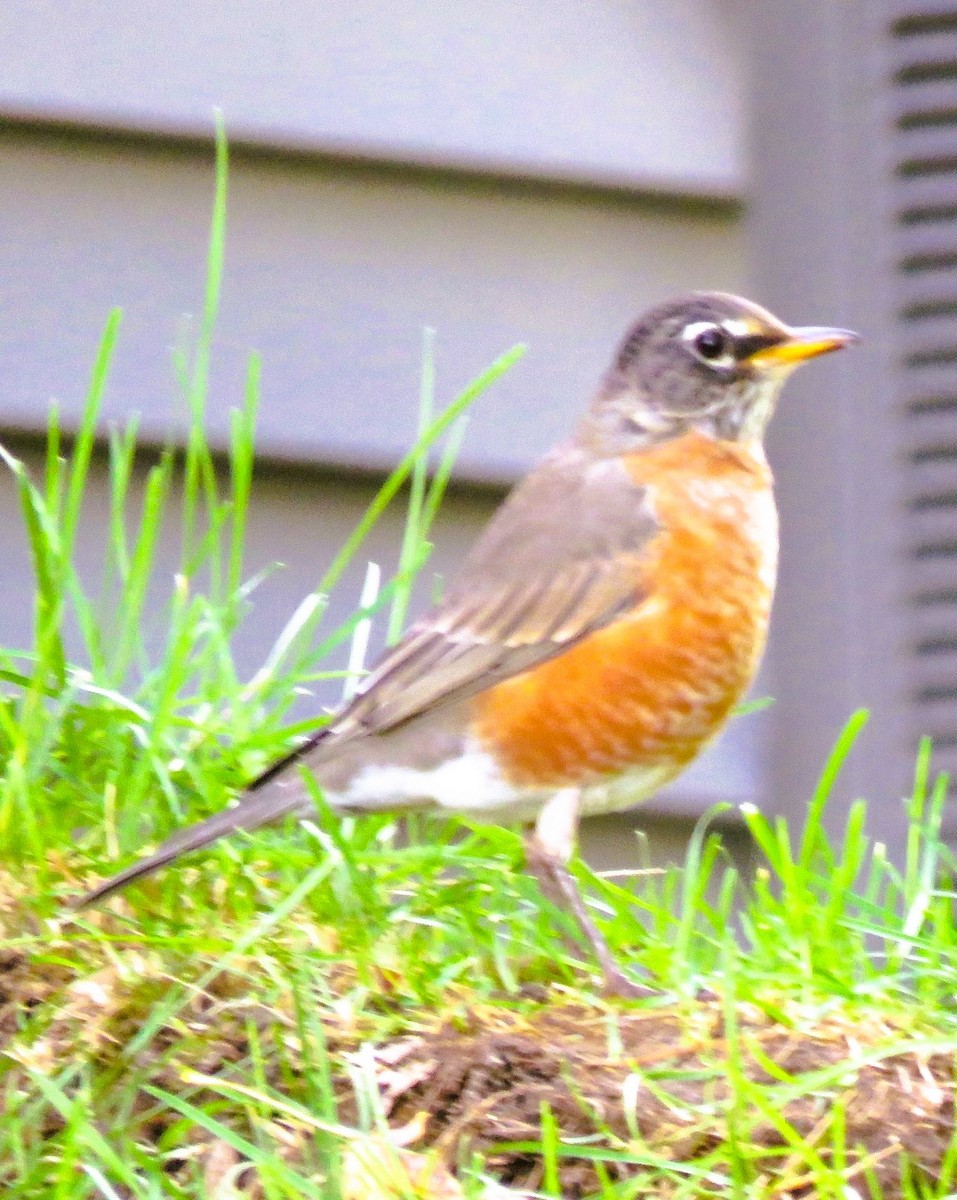 American Robin - ML643355609