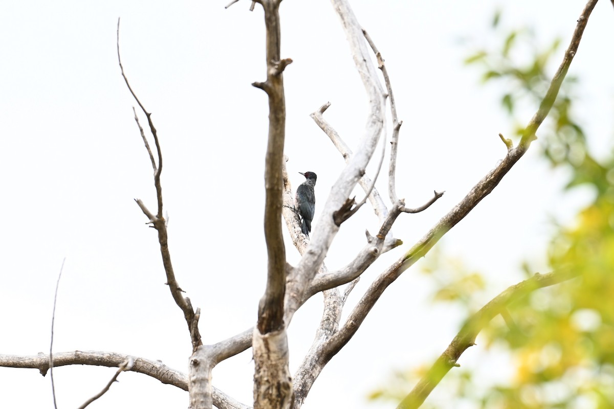 Lewis's Woodpecker - ML643355618
