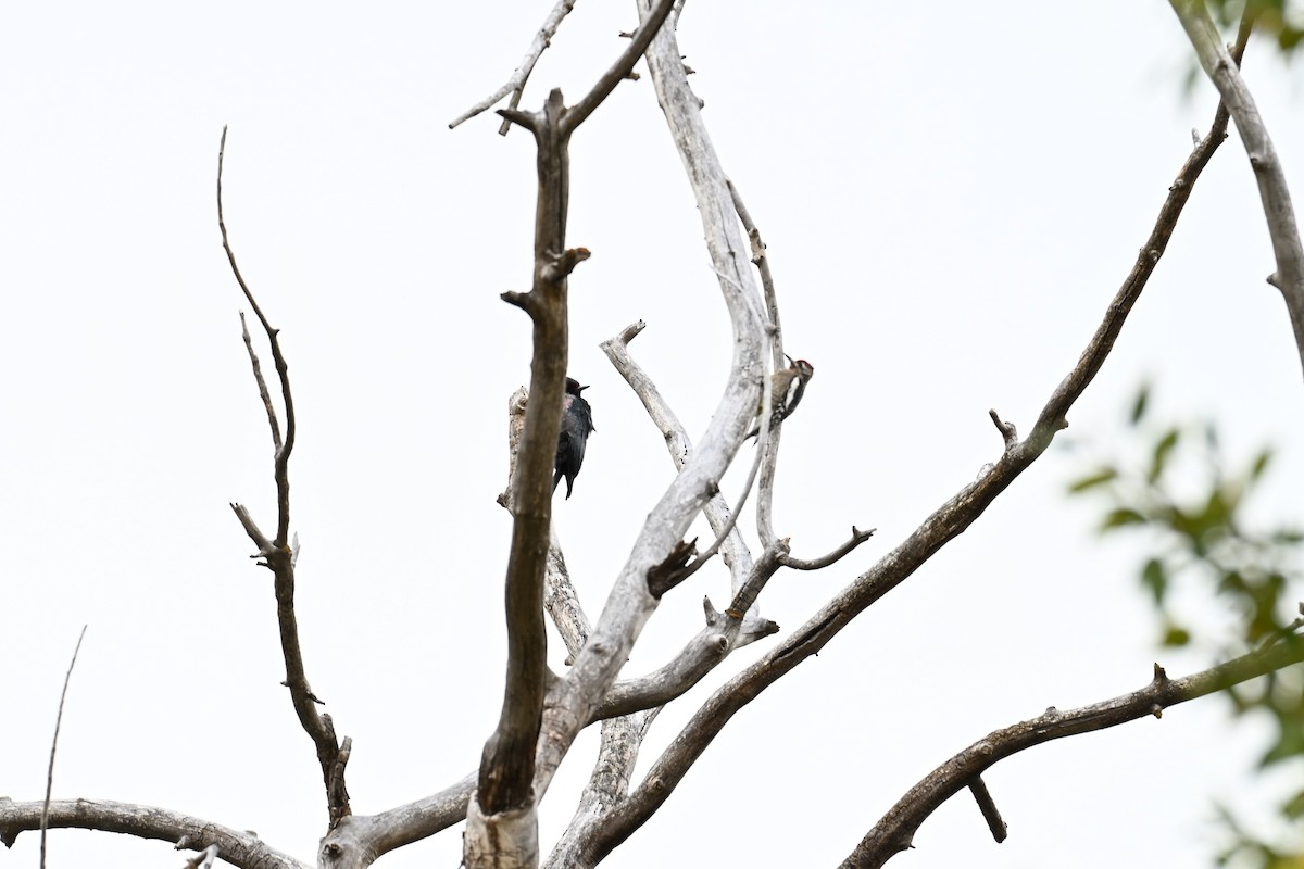 Lewis's Woodpecker - ML643355623