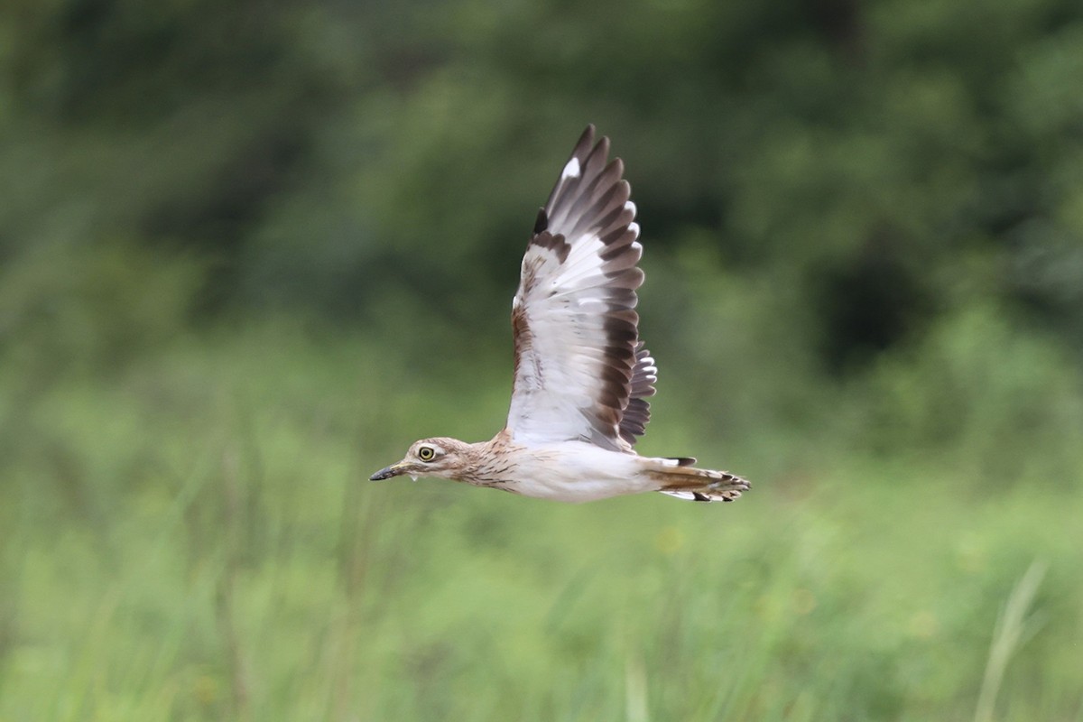 Лежень річковий - ML643355636